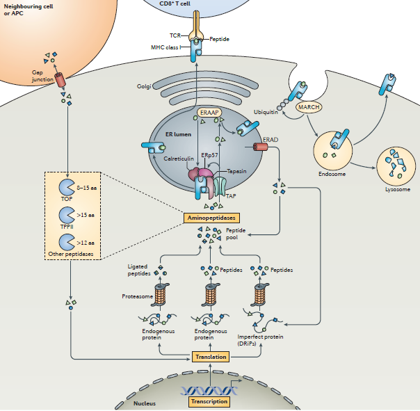 MHC-I 抗原呈递途径
