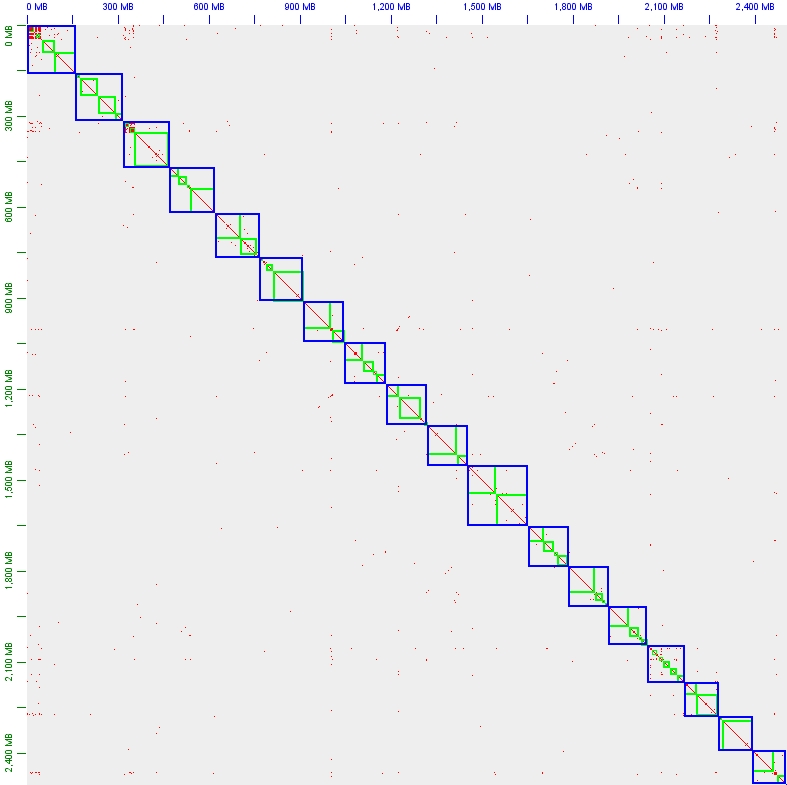 一个极端的案例，trio binning分型组装的人基因组的Juicebox热图（局部）